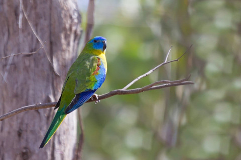 Turquoise Parrot (Neophema pulchella)